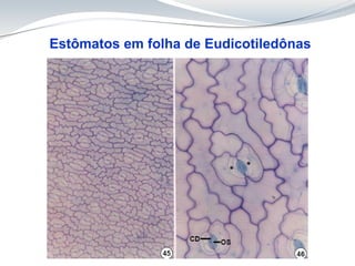 Estômatos em folha de Eudicotiledônas
 