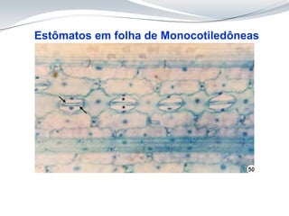 Estômatos em folha de Monocotiledôneas
 