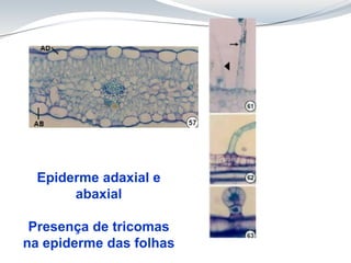 Epiderme adaxial e
abaxial
Presença de tricomas
na epiderme das folhas
 