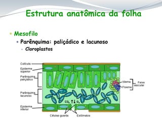  Mesofilo
 Parênquima: paliçádico e lacunoso
 Cloroplastos
Estrutura anatômica da folha
 