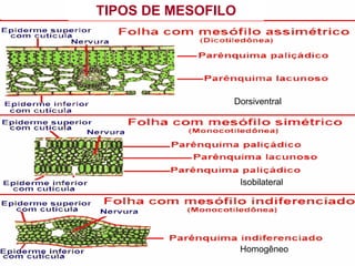 TIPOS DE MESOFILO
Dorsiventral
Isobilateral
Homogêneo
 