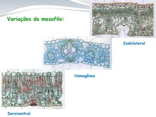 Isobilateral
Homogêneo
Dorsiventral
Variações do mesofilo:
 
