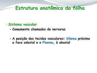  Sistema vascular
 Comumente chamados de nervuras
 A posição dos tecidos vasculares: Xilema próximo
a face adaxial e o Floema, à abaxial
Estrutura anatômica da folha
 