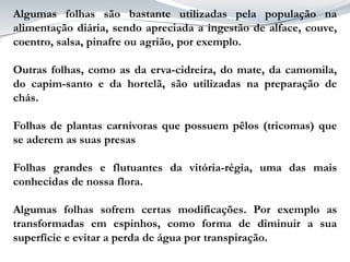 Algumas folhas são bastante utilizadas pela população na
alimentação diária, sendo apreciada a ingestão de alface, couve,
coentro, salsa, pinafre ou agrião, por exemplo.
Outras folhas, como as da erva-cidreira, do mate, da camomila,
do capim-santo e da hortelã, são utilizadas na preparação de
chás.
Folhas de plantas carnívoras que possuem pêlos (tricomas) que
se aderem as suas presas
Folhas grandes e flutuantes da vitória-régia, uma das mais
conhecidas de nossa flora.
Algumas folhas sofrem certas modificações. Por exemplo as
transformadas em espinhos, como forma de diminuir a sua
superfície e evitar a perda de água por transpiração.
 