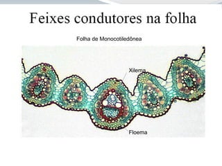 Xilema
Floema
Folha de Monocotiledônea
 