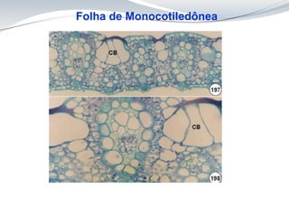 Folha de Monocotiledônea
 