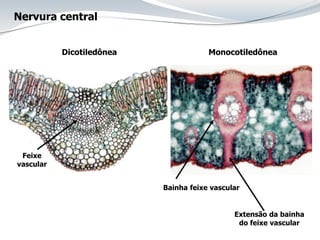 Nervura central
Dicotiledônea Monocotiledônea
Bainha feixe vascular
Extensão da bainha
do feixe vascular
Feixe
vascular
 