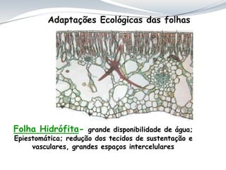 Adaptações Ecológicas das folhas
Folha Hidrófita- grande disponibilidade de água;
Epiestomática; redução dos tecidos de sustentação e
vasculares, grandes espaços intercelulares
 