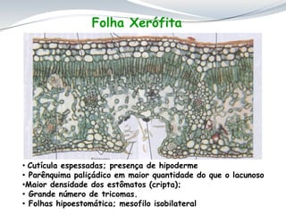 Folha Xerófita
• Cutícula espessadas; presença de hipoderme
• Parênquima paliçádico em maior quantidade do que o lacunoso
•Maior densidade dos estômatos (cripta);
• Grande número de tricomas.
• Folhas hipoestomática; mesofilo isobilateral
 