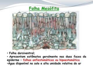 Folha Mesófita
• Folha dorsiventral;
• Apresentam estômatos geralmente nas duas faces da
epiderme – folhas anfiestomáticas ou hipoestomática
•Água disponível no solo e alta umidade relativa do ar
 