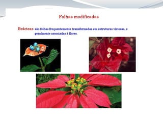 Aula 8 Folha_anatomia cca312.pdf