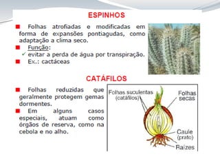 Aula 8 Folha_anatomia cca312.pdf
