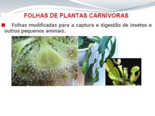 Aula 8 Folha_anatomia cca312.pdf