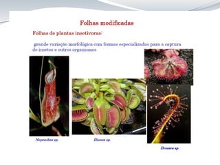 Aula 8 Folha_anatomia cca312.pdf