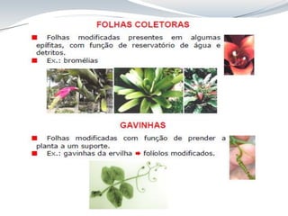 Aula 8 Folha_anatomia cca312.pdf