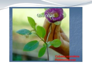 Aula 8 Folha_anatomia cca312.pdf