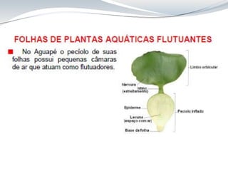 Aula 8 Folha_anatomia cca312.pdf