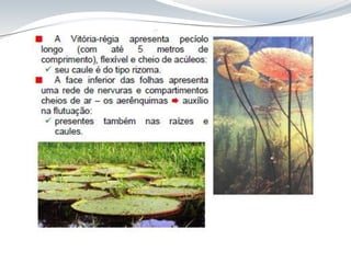 Aula 8 Folha_anatomia cca312.pdf