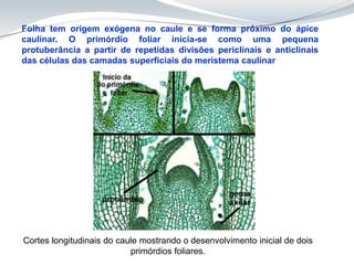 Cortes longitudinais do caule mostrando o desenvolvimento inicial de dois
primórdios foliares.
Folha tem origem exógena no caule e se forma próximo do ápice
caulinar. O primórdio foliar inicia-se como uma pequena
protuberância a partir de repetidas divisões periclinais e anticlinais
das células das camadas superficiais do meristema caulinar
 