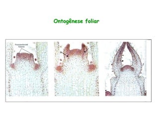 Ontogênese foliar
 