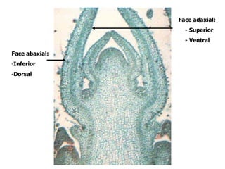 Face abaxial:
-Inferior
-Dorsal
Face adaxial:
- Superior
- Ventral
 