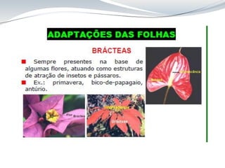Aula 8 Folha_anatomia cca312.pdf