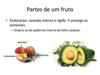 Partes de um fruto
• Endocarpo: camada interna e rígida → protege as
sementes.
– Origina-se da epiderme interna da folha carpelar.
 