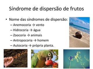 Síndrome de dispersão de frutos
• Nome das síndromes de dispersão:
– Anemocoria → vento
– Hidrocoria → água
– Zoocoria → animais
– Antropocoria → homem
– Autocoria → própria planta.
 