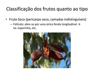 Classificação dos frutos quanto ao tipo
• Fruto Seco (pericarpo seco, camadas indistinguíveis)
– Folículo: abre-se por uma única fenda longitudinal →
ex: esporinha, etc.
 
