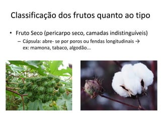 Classificação dos frutos quanto ao tipo
• Fruto Seco (pericarpo seco, camadas indistinguíveis)
– Cápsula: abre- se por poros ou fendas longitudinais →
ex: mamona, tabaco, algodão...
 