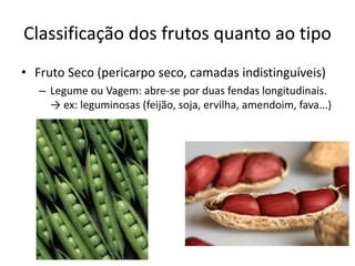 Classificação dos frutos quanto ao tipo
• Fruto Seco (pericarpo seco, camadas indistinguíveis)
– Legume ou Vagem: abre-se por duas fendas longitudinais.
→ ex: leguminosas (feijão, soja, ervilha, amendoim, fava...)
 