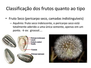 Classificação dos frutos quanto ao tipo
• Fruto Seco (pericarpo seco, camadas indistinguíveis)
– Aquênio: fruto seco indeiscente, o pericarpo seco está
totalmente aderido a uma única semente, apenas em um
ponto. → ex: girassol....
 
