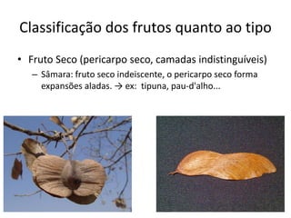 Classificação dos frutos quanto ao tipo
• Fruto Seco (pericarpo seco, camadas indistinguíveis)
– Sâmara: fruto seco indeiscente, o pericarpo seco forma
expansões aladas. → ex: tipuna, pau-d'alho...
 
