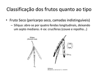 Classificação dos frutos quanto ao tipo
• Fruto Seco (pericarpo seco, camadas indistinguíveis)
– Síliqua: abre-se por quatro fendas longitudinais, deixando
um septo mediano.→ ex: crucíferas (couve e repolho...)
 
