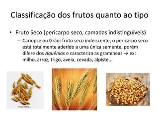 Classificação dos frutos quanto ao tipo
• Fruto Seco (pericarpo seco, camadas indistinguíveis)
– Cariopse ou Grão: fruto seco indeiscente, o pericarpo seco
está totalmente aderido a uma única semente, porém
difere dos Aquênios e caracteriza as gramíneas → ex:
milho, arroz, trigo, aveia, cevada, alpiste...
 