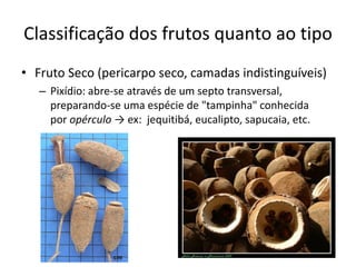 Classificação dos frutos quanto ao tipo
• Fruto Seco (pericarpo seco, camadas indistinguíveis)
– Pixídio: abre-se através de um septo transversal,
preparando-se uma espécie de "tampinha" conhecida
por opérculo → ex: jequitibá, eucalipto, sapucaia, etc.
 
