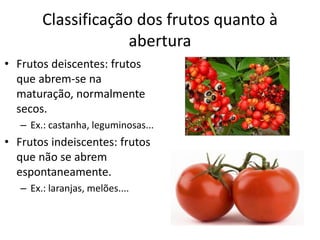 Classificação dos frutos quanto à
abertura
• Frutos deiscentes: frutos
que abrem-se na
maturação, normalmente
secos.
– Ex.: castanha, leguminosas...
• Frutos indeiscentes: frutos
que não se abrem
espontaneamente.
– Ex.: laranjas, melões....
 