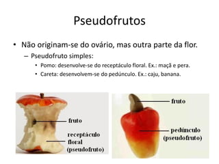 Pseudofrutos
• Não originam-se do ovário, mas outra parte da flor.
– Pseudofruto simples:
• Pomo: desenvolve-se do receptáculo floral. Ex.: maçã e pera.
• Careta: desenvolvem-se do pedúnculo. Ex.: caju, banana.
 