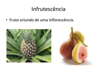 Infrutescência
• Fruto oriundo de uma inflorescência.
 