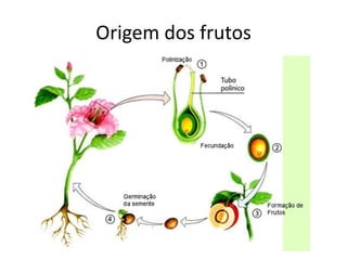 Origem dos frutos
 