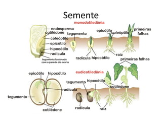 Semente
 