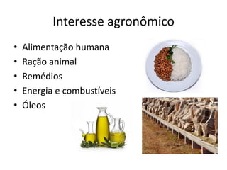 Interesse agronômico
• Alimentação humana
• Ração animal
• Remédios
• Energia e combustíveis
• Óleos
 