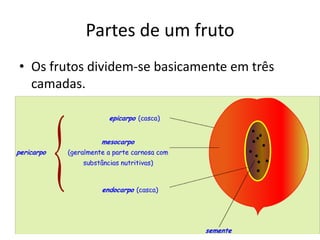 Partes de um fruto
• Os frutos dividem-se basicamente em três
camadas.
 