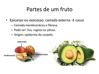 Partes de um fruto
• Epicarpo ou exocarpo: camada externa → casca
– Camada membranácea e fibrosa.
– Pode ser: lisa, rugosa ou pilosa.
– Origim: epiderme do carpelo.
 