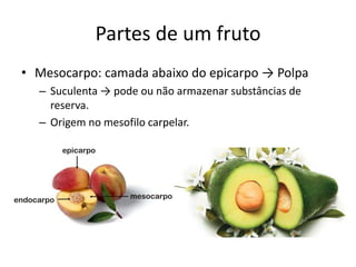 Partes de um fruto
• Mesocarpo: camada abaixo do epicarpo → Polpa
– Suculenta → pode ou não armazenar substâncias de
reserva.
– Origem no mesofilo carpelar.
 