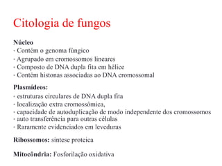 Citologia de fungos
Núcleo
• Contém o genoma fúngico
• Agrupado em cromossomos lineares
• Composto de DNA dupla fita em hélice
• Contém histonas associadas ao DNA cromossomal
Plasmídeos:
• estruturas circulares de DNA dupla fita
• localização extra cromossômica,
• capacidade de autoduplicação de modo independente dos cromossomos
• auto transferência para outras células
• Raramente evidenciados em leveduras
Ribossomos: síntese proteica
Mitocôndria: Fosforilação oxidativa
 