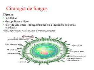 Cápsula:
 Facultativa
 Mucopolissacarídeos
 Fator de virulência→função:resistência à fagocitose (algumas
leveduras)
 Ex:Cryptococcus neoformans e Cryptococcus gattii
Citologia de fungos
 