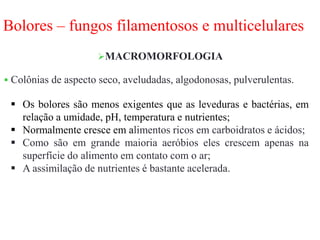 Bolores – fungos filamentosos e multicelulares
MACROMORFOLOGIA
 Colônias de aspecto seco, aveludadas, algodonosas, pulverulentas.
 Os bolores são menos exigentes que as leveduras e bactérias, em
relação a umidade, pH, temperatura e nutrientes;
 Normalmente cresce em alimentos ricos em carboidratos e ácidos;
 Como são em grande maioria aeróbios eles crescem apenas na
superfície do alimento em contato com o ar;
 A assimilação de nutrientes é bastante acelerada.
 
