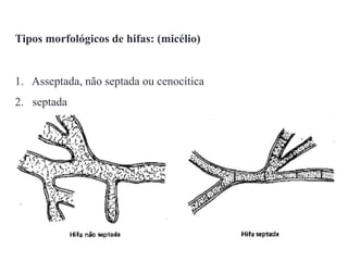 Tipos morfológicos de hifas: (micélio)
1. Asseptada, não septada ou cenocítica
2. septada
 
