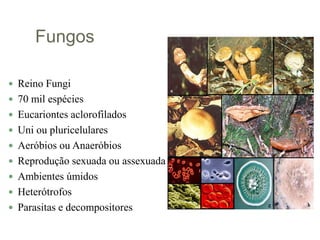 Fungos
 Reino Fungi
 70 mil espécies
 Eucariontes aclorofilados
 Uni ou pluricelulares
 Aeróbios ou Anaeróbios
 Reprodução sexuada ou assexuada
 Ambientes úmidos
 Heterótrofos
 Parasitas e decompositores
 